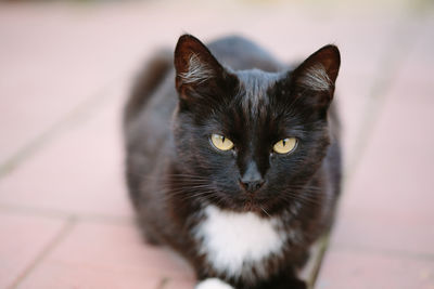 Close-up portrait of black cat