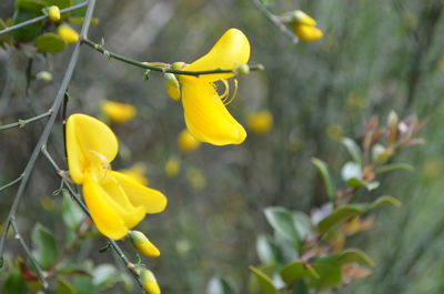 Close-up of yellow flowers blooming outdoors