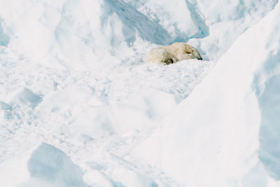 High angle view of dog on snow covered field