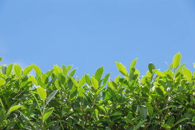 Crops growing on field against clear blue sky