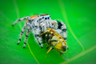 Close-up of spider on leaf