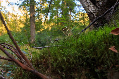 View of a forest