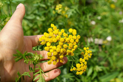 Close-up of hand holding red flower