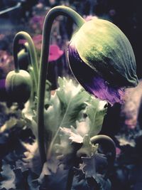 Close-up of flowers