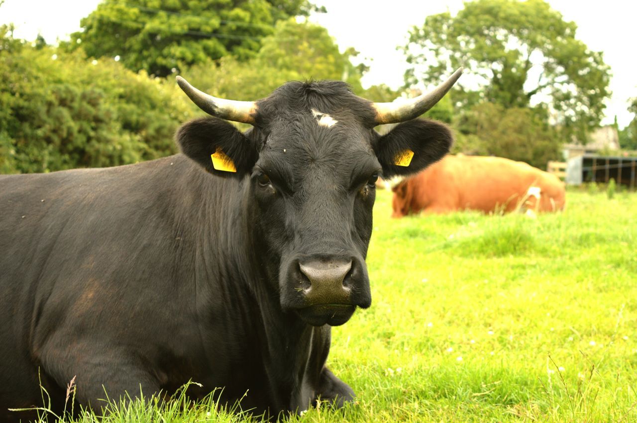 animal themes, domestic animals, mammal, grass, field, black color, grassy, one animal, cow, focus on foreground, two animals, livestock, nature, portrait, no people, looking at camera, green color, day, landscape, outdoors