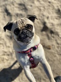 Portrait of dog
