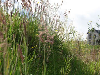 Close-up of plants on field against sky