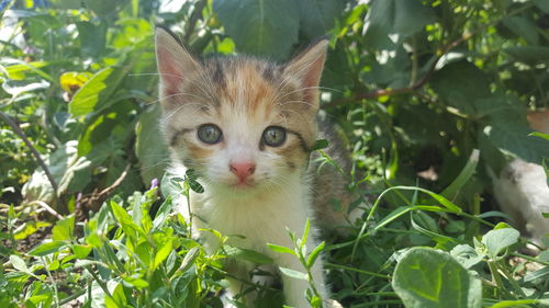 Portrait of kitten