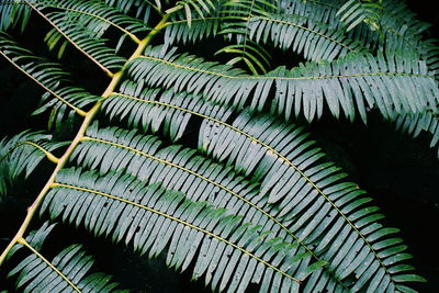 Close-up of leaf