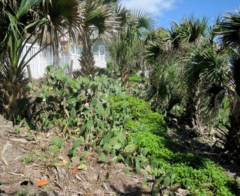 Palm trees growing on field