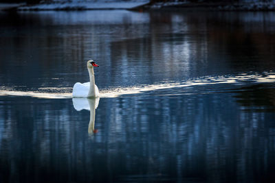 Swan swimming in lake