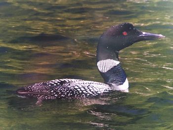 Close-up of duck swimming in lake