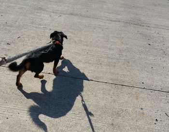 High angle view of dog walking on street