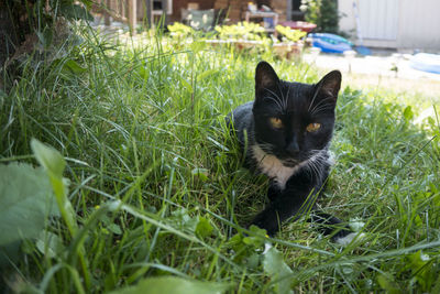 Portrait of a cat on field