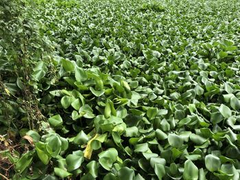 Full frame shot of water hyacinth growing in river 