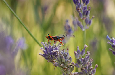 Close-up of butterfly pollinating on purple flower