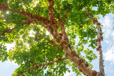 Low angle view of tree against sky in forest