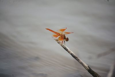 High angle view of insect on dry leaf