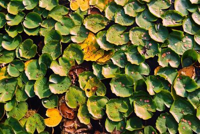 Full frame shot of plants