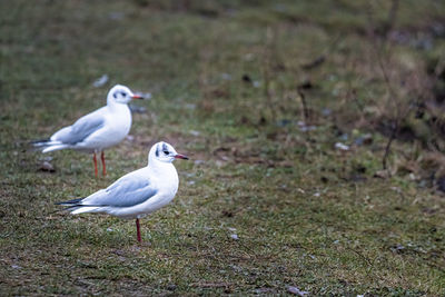 Seagull perching on a field