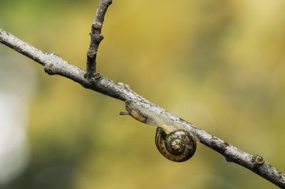 Close-up of lizard on branch