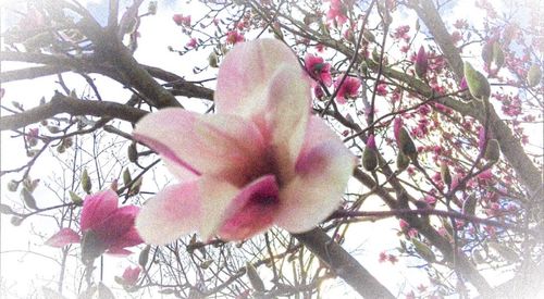 Low angle view of pink flowers blooming on tree