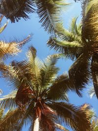 Low angle view of palm trees against clear sky