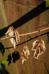 Close-up of leaves