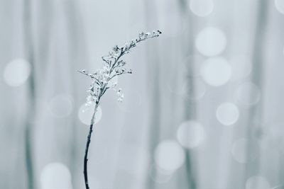 Close-up of wet plant during winter