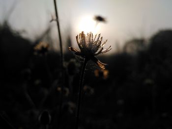 Close-up of plant against sky at sunset