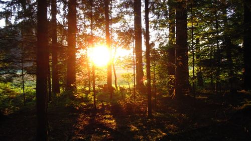 Trees in forest during sunset