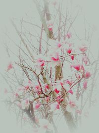 Low angle view of pink flowers