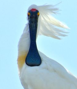 Close-up of a bird