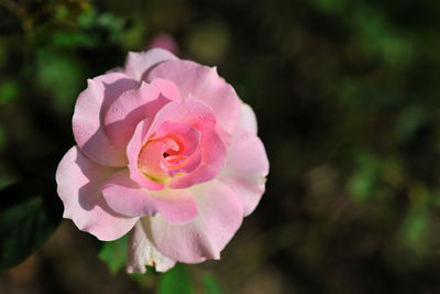 Close-up of pink rose blooming outdoors