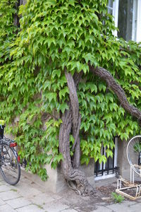 Plants and trees in park