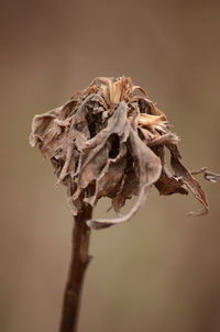 Close-up of wilted plant