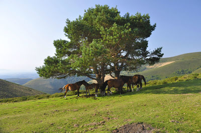 Cows grazing on field against clear sky