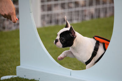 Dog on grass