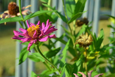 Close-up of pink flowering plant
