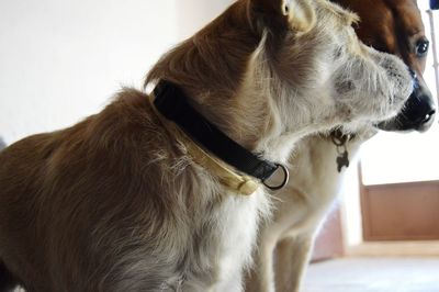 Close-up of a dog at home