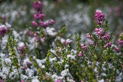 Close-up of pink flowering plant on field