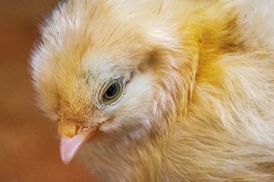 Close-up of a bird