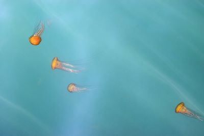 High angle view of jellyfish in swimming pool