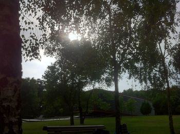 Trees growing in park