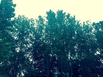 Low angle view of trees against sky