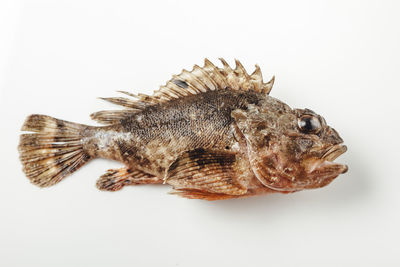 Directly above shot of dead fish against white background