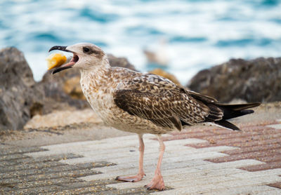 Close-up of seagull on land