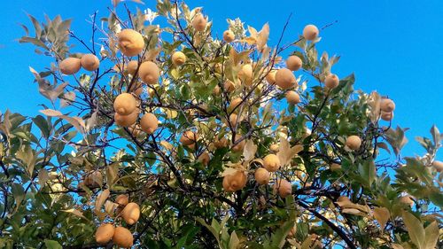 Low angle view of flowering tree against blue sky