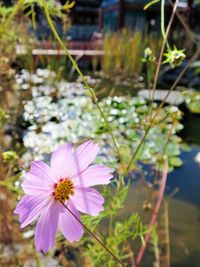 Close-up of pink cosmos flower blooming outdoors