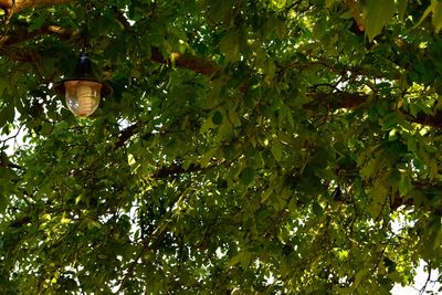 Low angle view of fruits hanging on tree